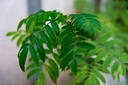 Curry Leaf Plant