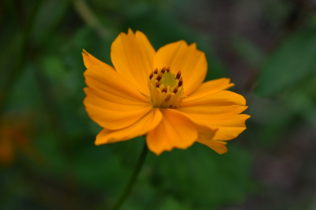 Cosmos Orange Seeds (Set of 10 Seeds)