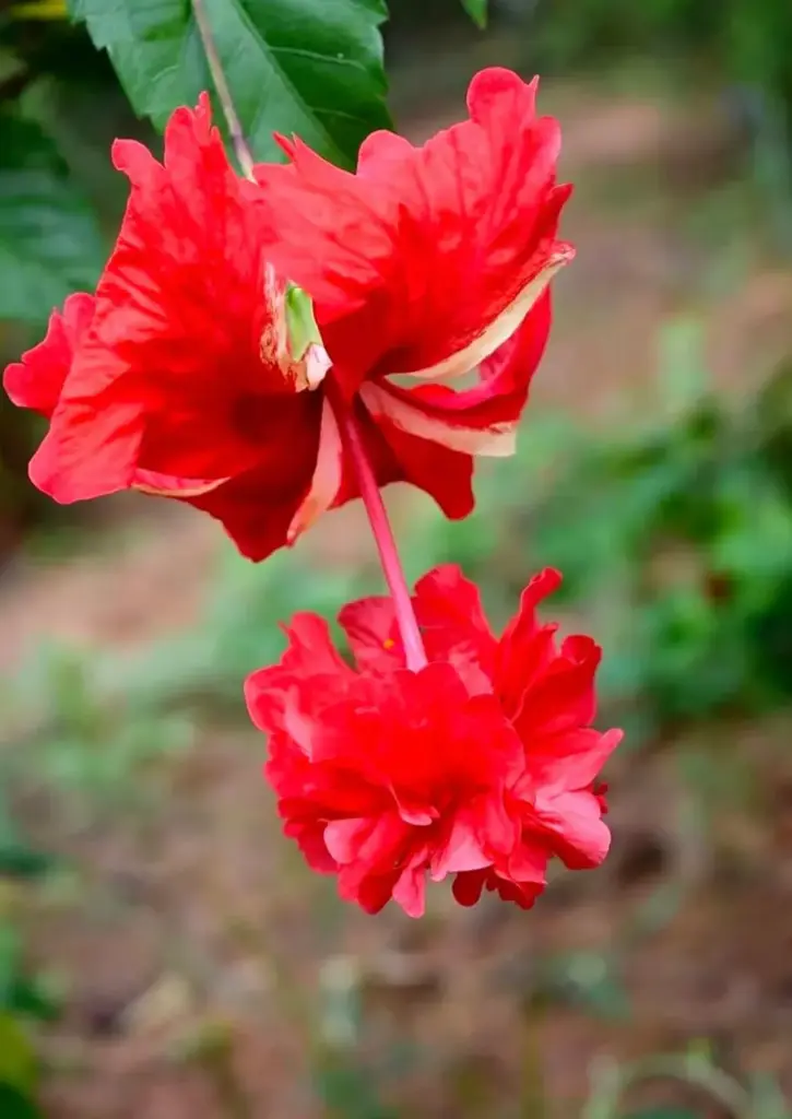 Hibiscus (Red Doubled Layered)
