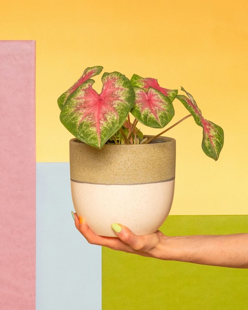 Caladium (Reddish Pink) (Set of 1)