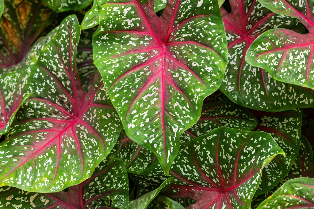 Caladium(Dotted White) (Set of 1)