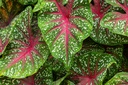 Caladium(Dotted White) (Set of 1)