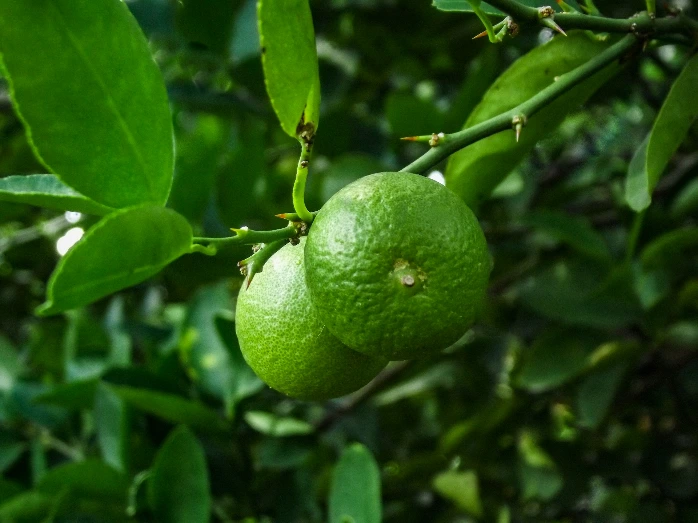 Lemon Tree(One Sapling)