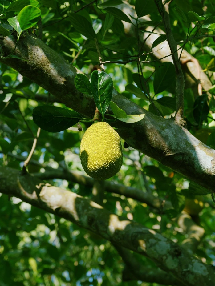 Jackfruit Plant (One sapling)