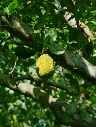 Jackfruit Plant (One sapling)