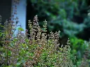 Tulsi (Holy Basil) (One Sapling)