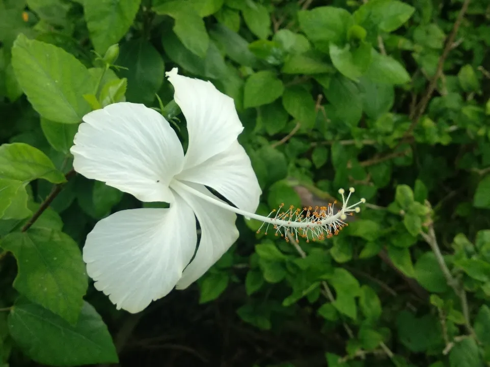 Hibiscus (White) (Five Petals)