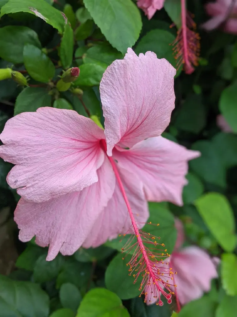 Hibiscus (Pink)(Five Petals)