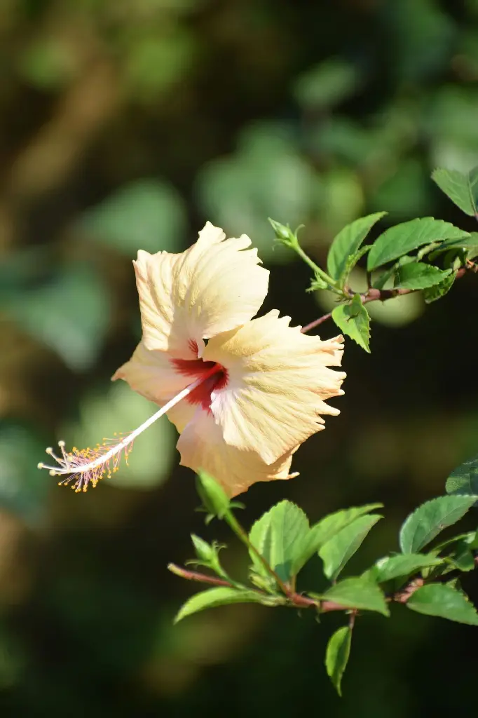 Hibiscus (Sandal Colour)(Five Petals)