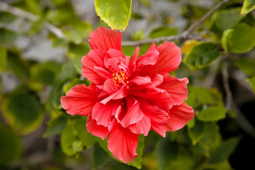 Hibiscus (Red Multi Petals )