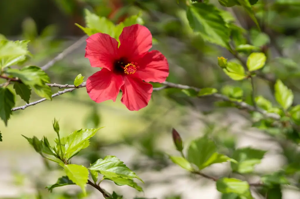 Hibiscus (Red Small Size Flower)