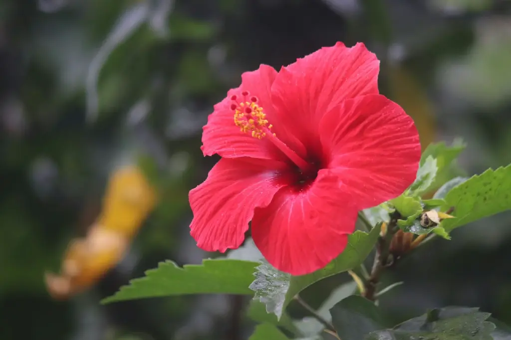Hibiscus (Red Big Size Five Petals Flower)