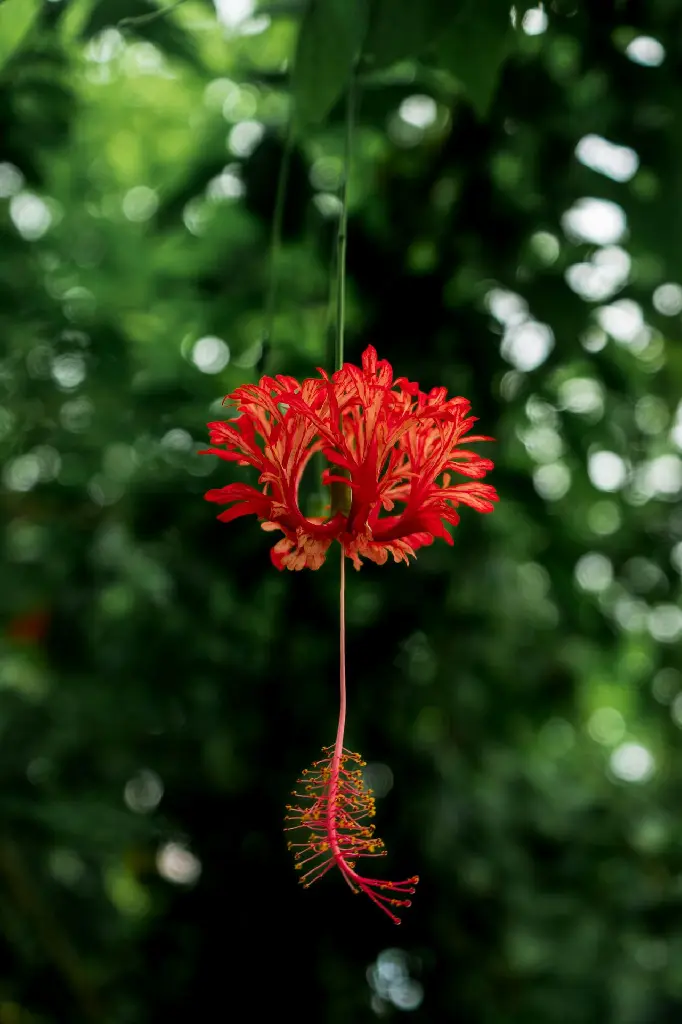 Hibiscus (Red Spider Hibiscus | Japanese Lantern)