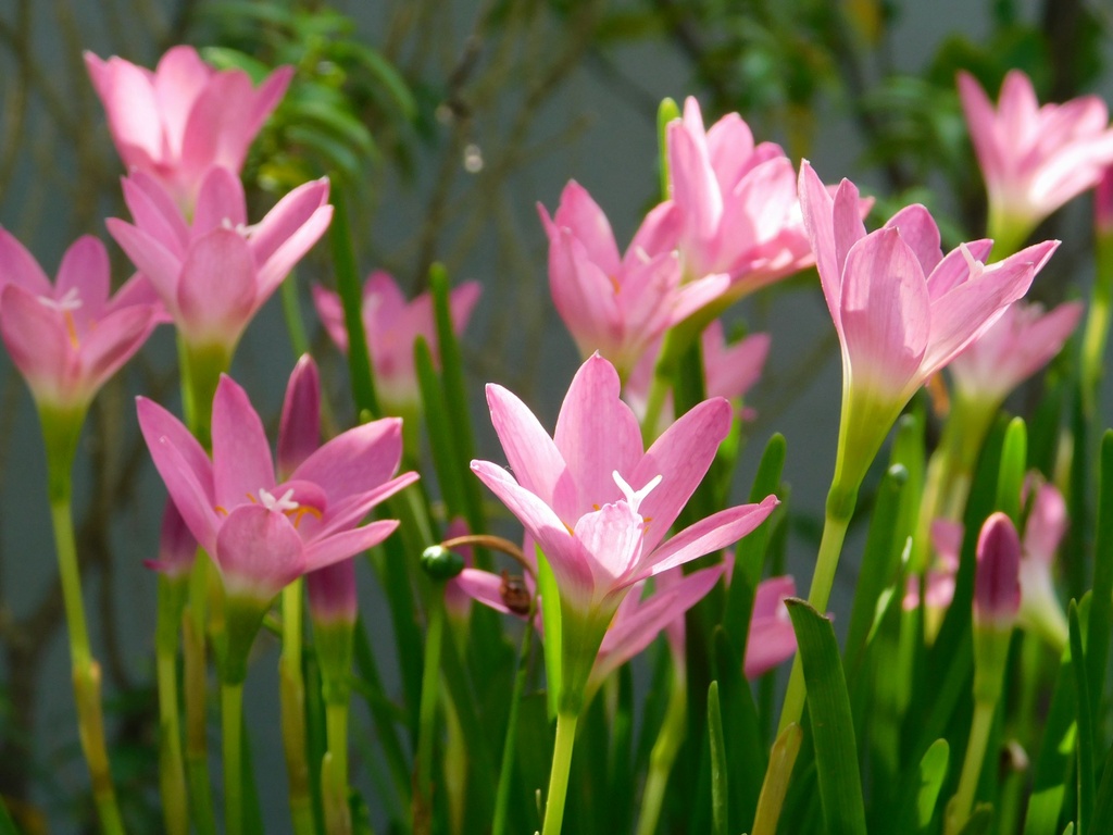 Rain Lily (Pink) (Set of 4)