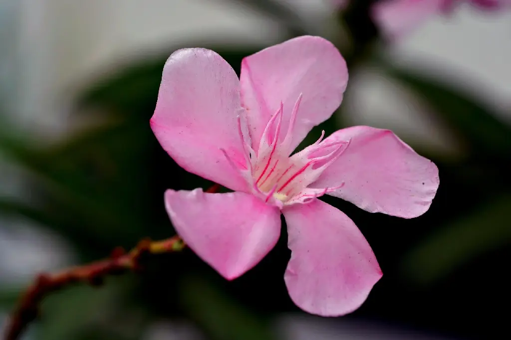 Oleander | Nerium (Pink Colour)