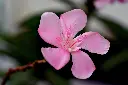 Oleander | Nerium (Pink Colour)