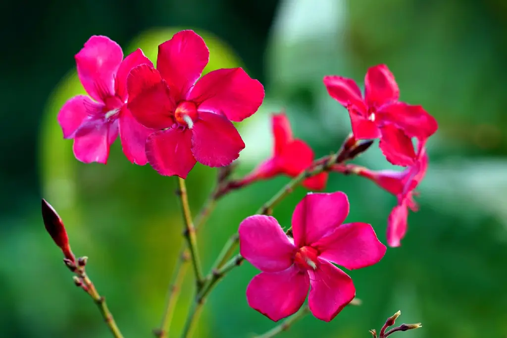 Oleander | Nerium (Red Colour)