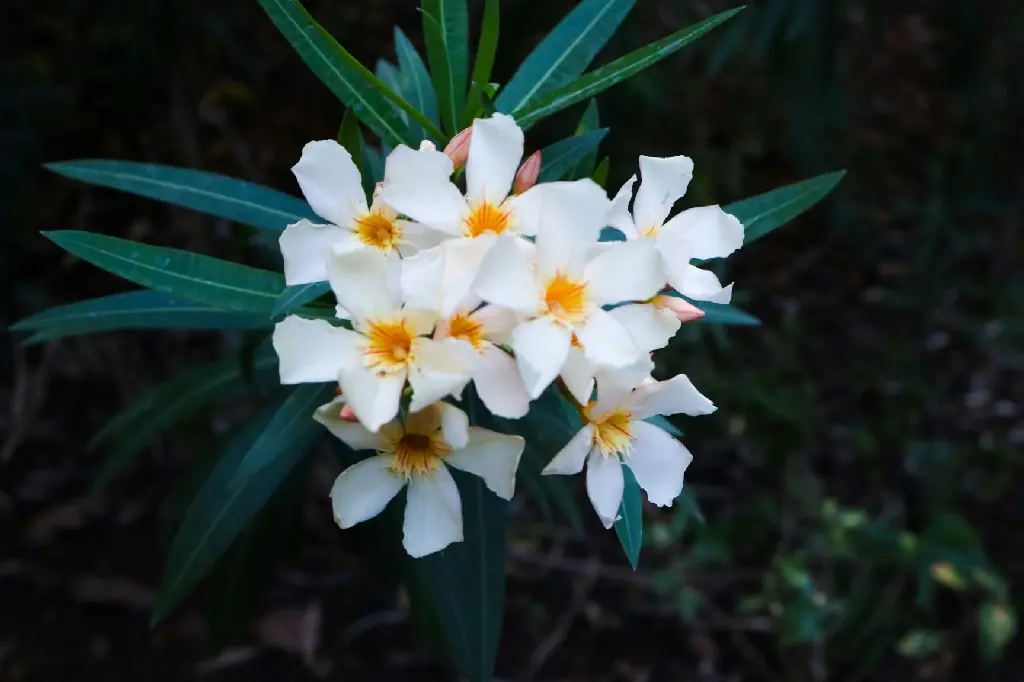Oleander | Nerium (White Colour)