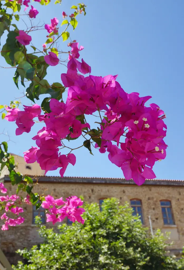 Bougainvillea (Pink)