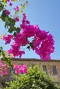 Bougainvillea (Pink)