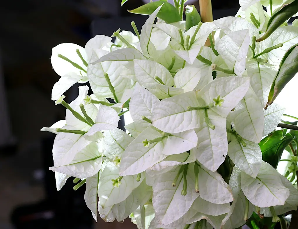 Bougainvillea (White)