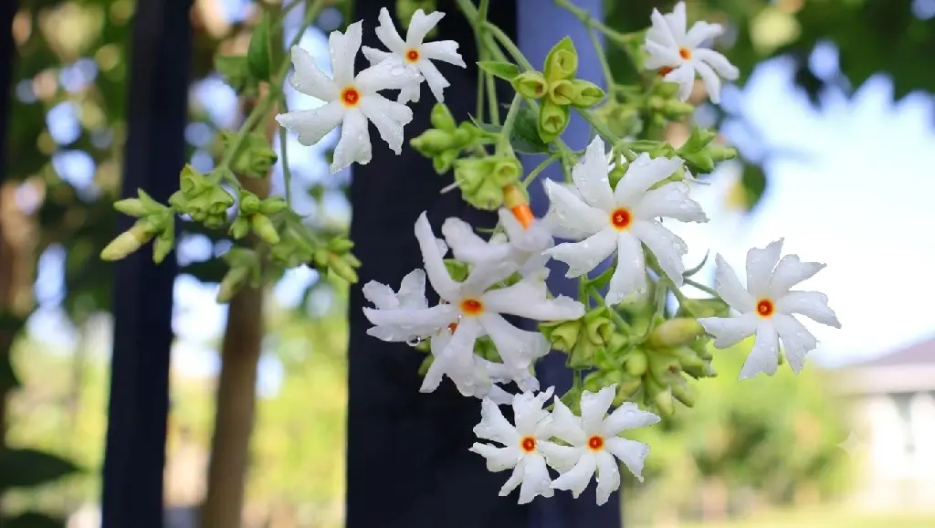 Parijaat | Harsingar (Night-Flowering Jasmine)