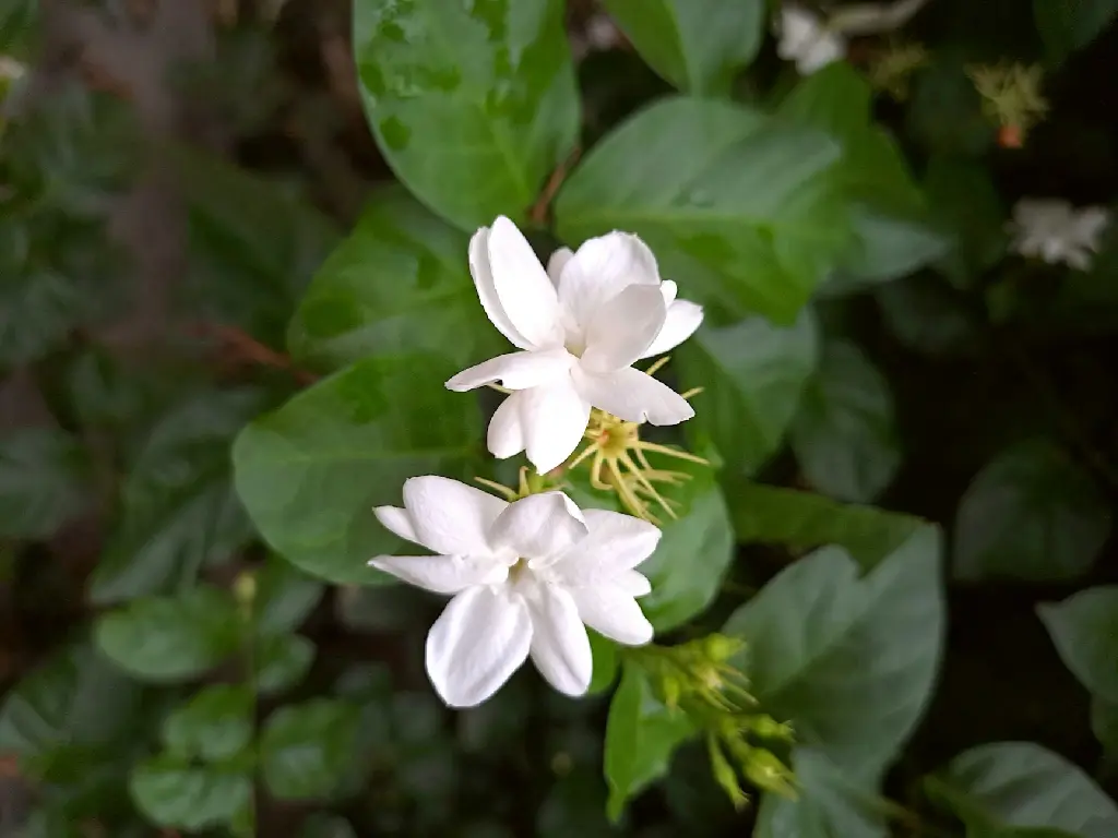 Jasmine (Mogra)