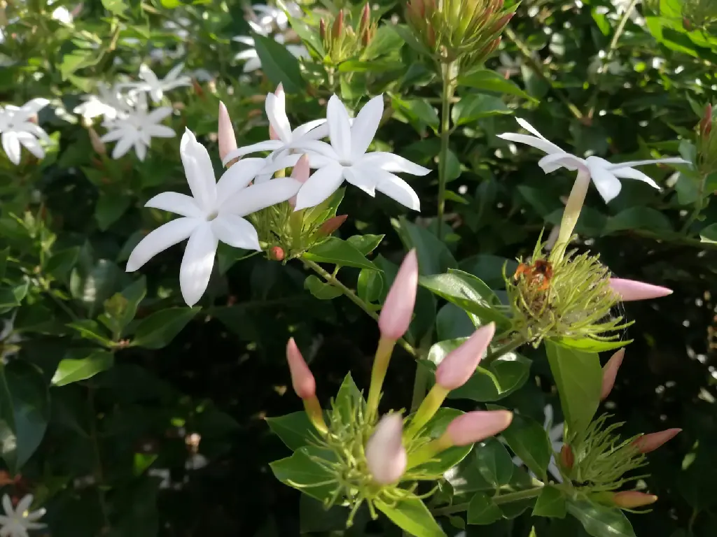 Jasmine (Star Jasmine)