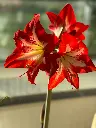 Amaryllis Lily (Red) (Set of 1)