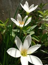 Rain Lily (White) (Set of 4)