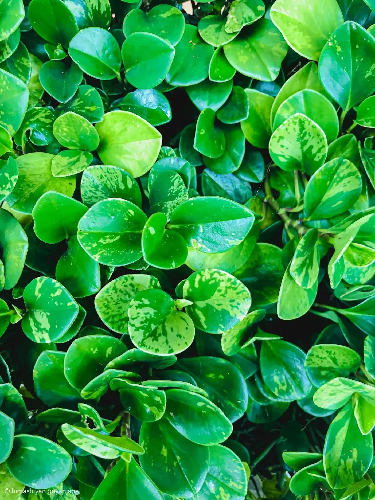 Peperomia Obtusifolia