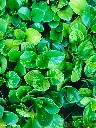 Peperomia Obtusifolia