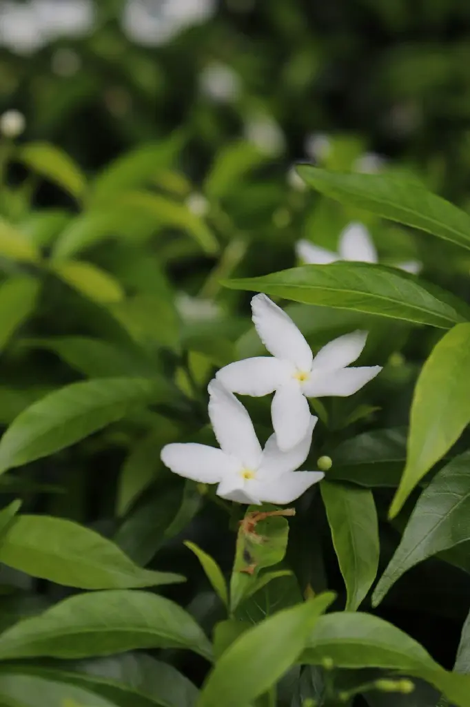Jasmine (Indian Jasmine)