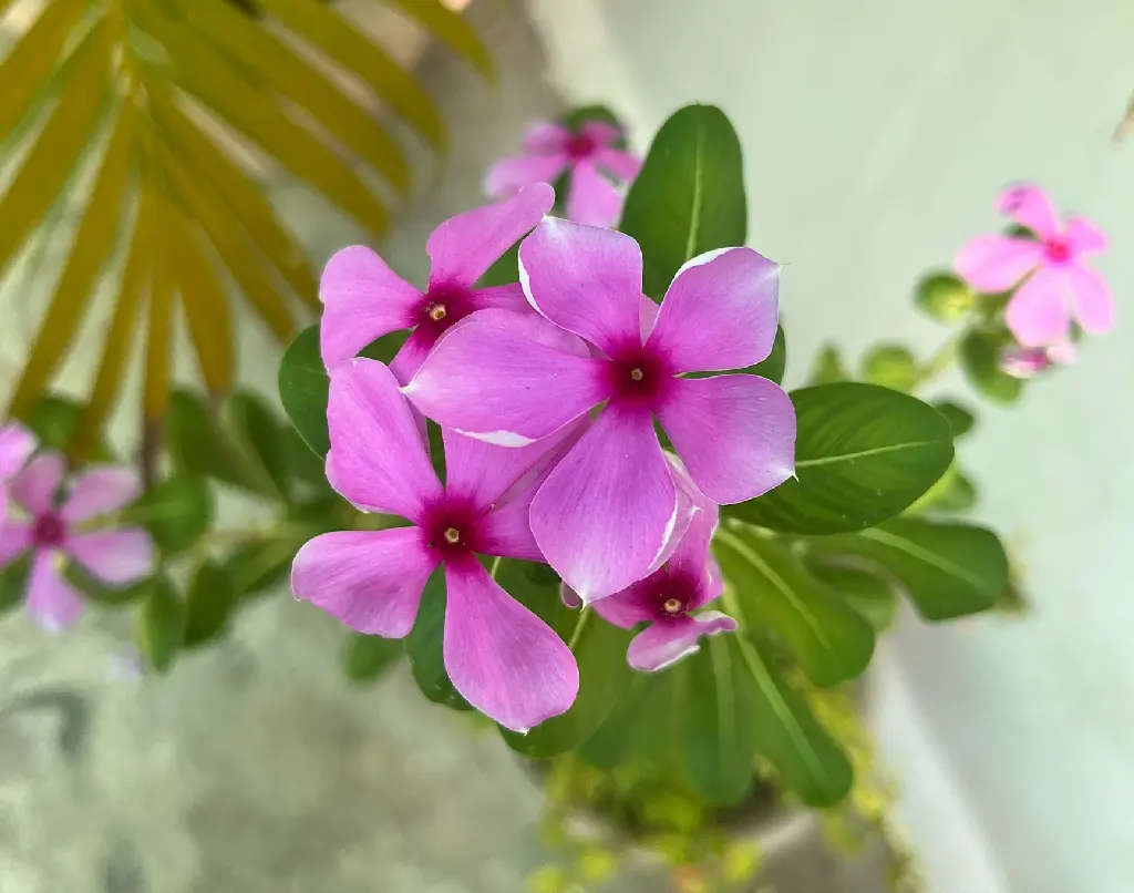 Sadabahar | Nayantara | Madagascar Periwinkle (Pink Colour)