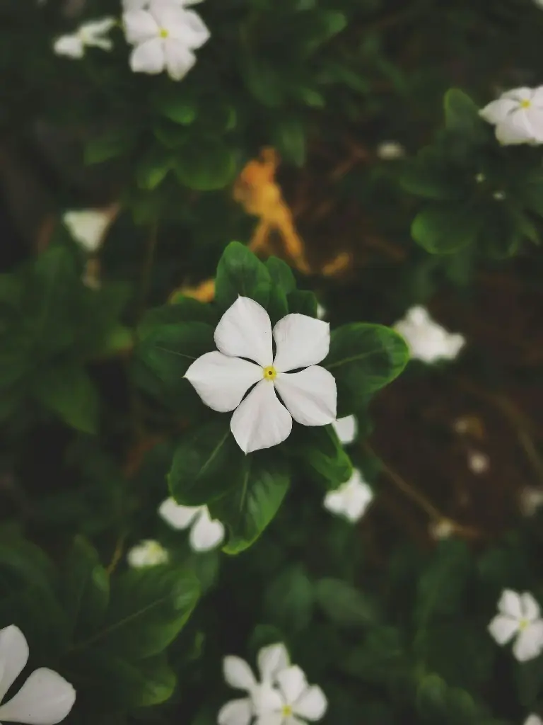 Sadabahar | Nayantara | Madagascar Periwinkle (White Colour)