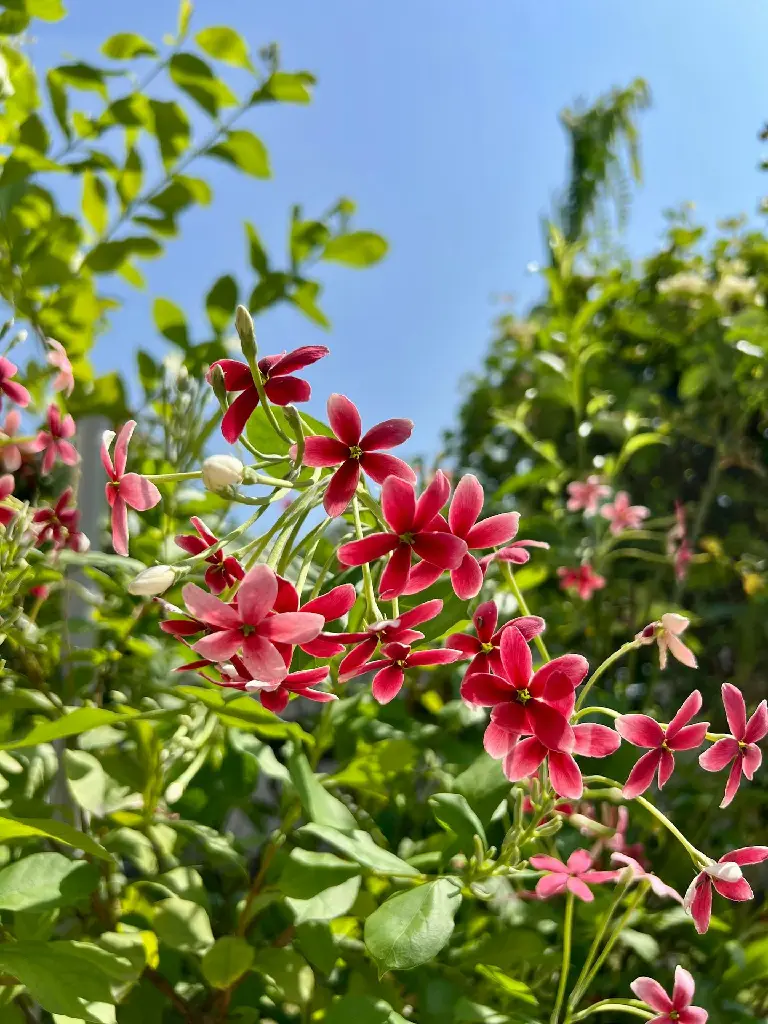 Rangoon Creeper | Madhumalti | Madhuri Lata Flower