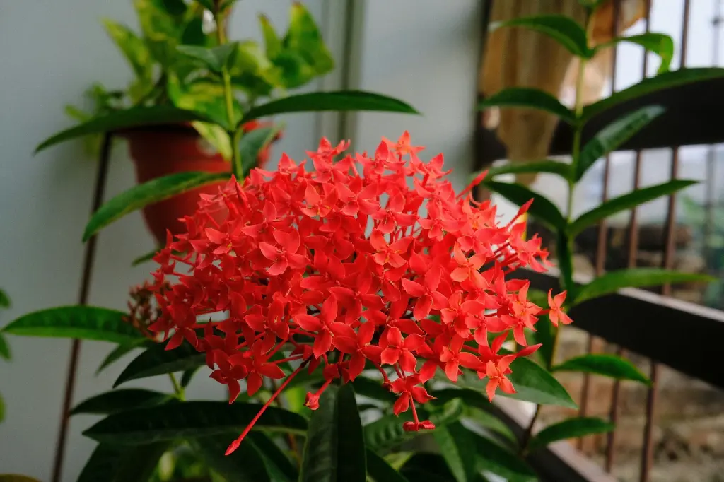 Ixora Plant | West Indian Jasmine (Red)