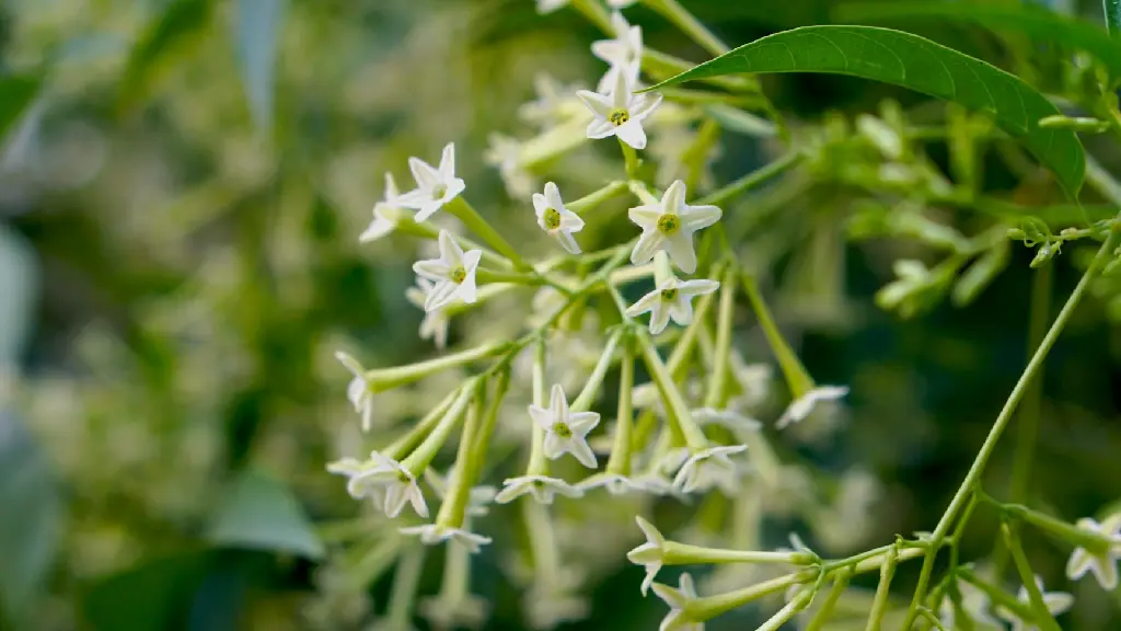 Raat Ki Rani (Night Blooming Jasmine)