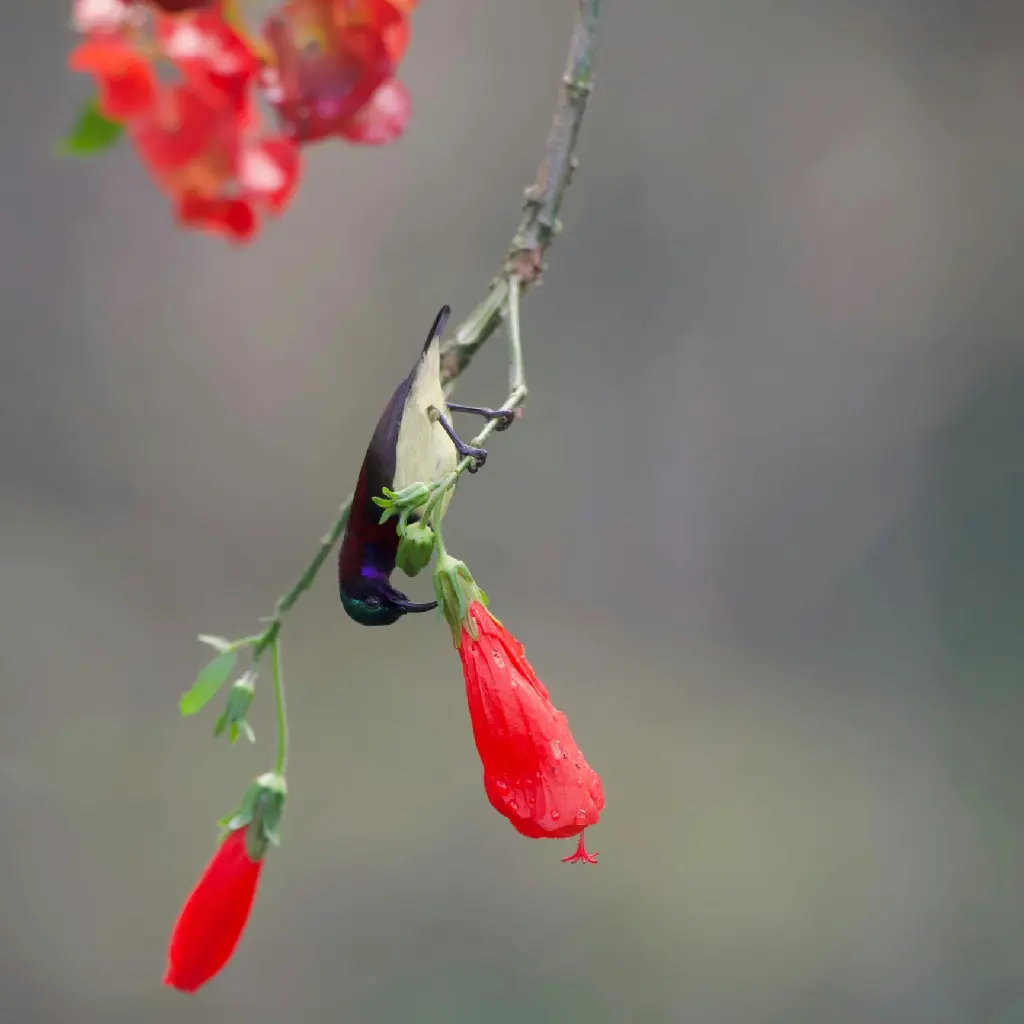 Sleeping Hibiscus | Mirchi Gudhal