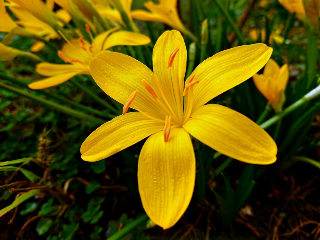 Rain Lily (Yellow) (Set of 4)