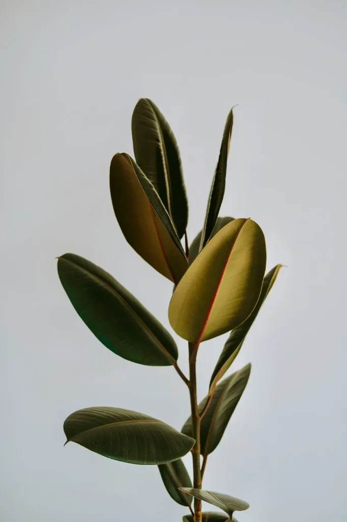 Rubber Plant Sapling