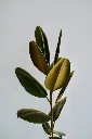 Rubber Plant Sapling