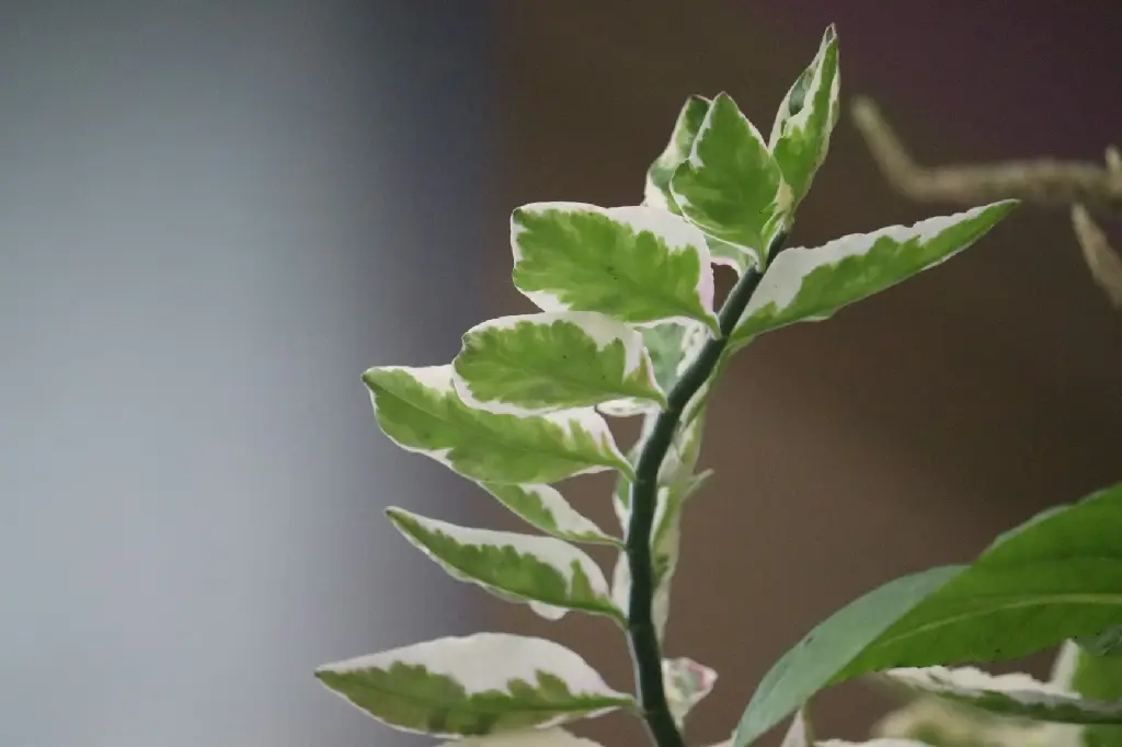Zig-Zag Plant