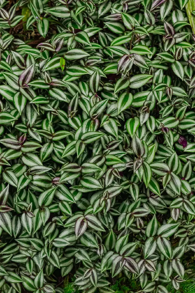 Inch Plant | Wandering Dude