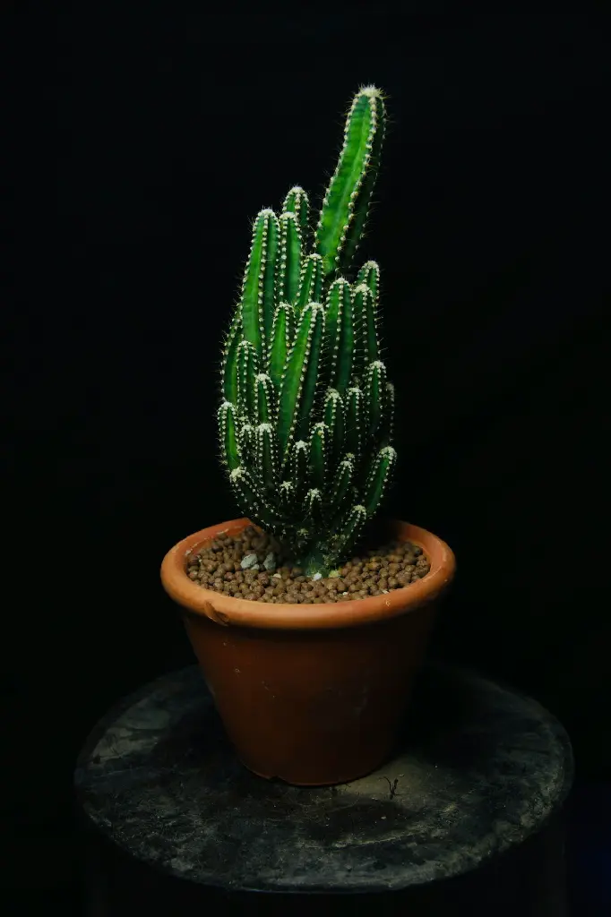 Triangular Cactus