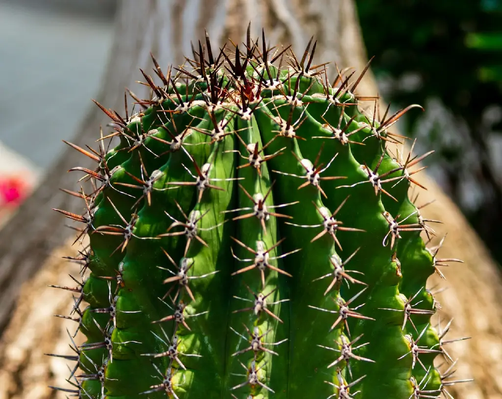 Indonesian Cactus