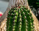 Indonesian Cactus