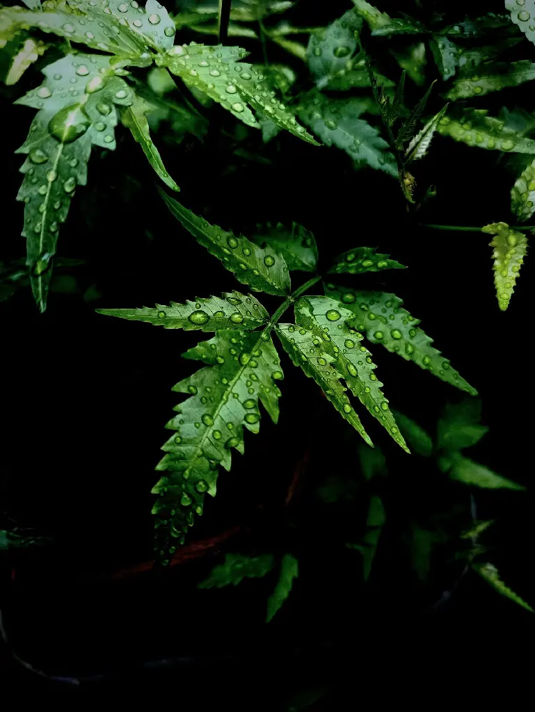 Neem Plant Sapling