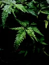 Neem Plant Sapling