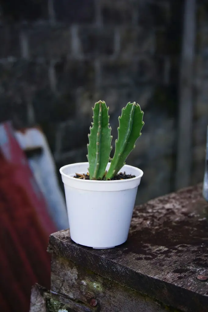 Dragon Fruit Cactus Plant Sapling